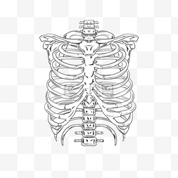 卡通人体医学图片_黑白线条万圣节人类肋骨