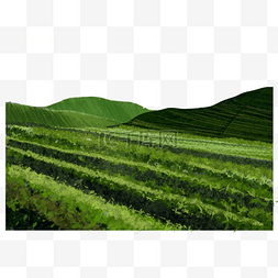 植物播种收割茶田茶园手绘风景