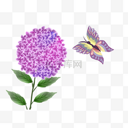 紫色绣球蝴蝶