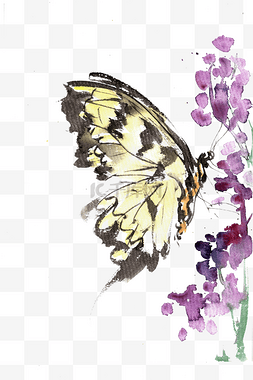 蝴蝶花朵png图片_紫色花与蝴蝶
