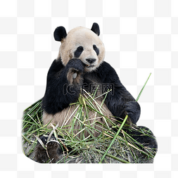 大自然熊猫动物