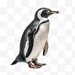企鹅免扣PNG图图片_一只企鹅免扣摄影
