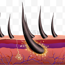 毛囊毛发图片_美发护发头发毛囊剖面图