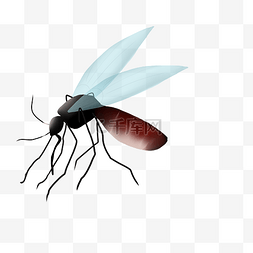 蚊子害虫