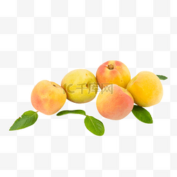 杏子熟了图片_新鲜水果黄杏红杏