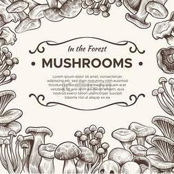 素食菜单图片_蘑菇手绘蘑菇香槟松露牛肝菌和香