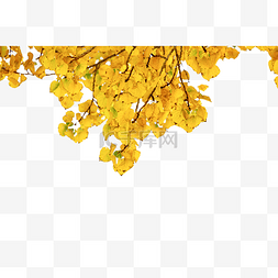 黄叶秋天树叶
