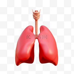 肉和内脏图片_3D立体内脏器官肺部