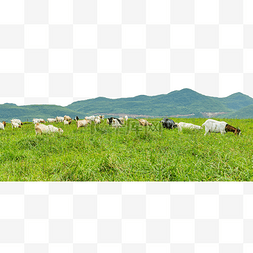 草原上的牛图片_山羊动物草原