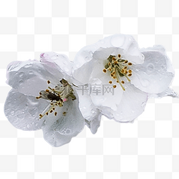 海棠白色鲜花