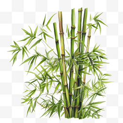卡通竹子植物图片_卡通手绘植物竹子