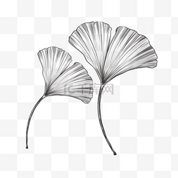 植物树叶素描风格铅笔画图案