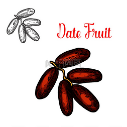 椰枣热带水果素描用于农场水果市