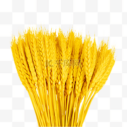 金色稻穗粮食元素图片_金色小麦麦穗