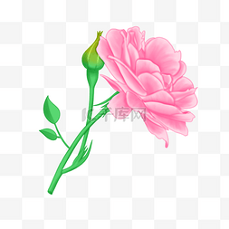 蔷薇花拍摄图片_粉色蔷薇