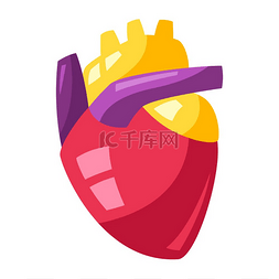 冠状动脉图片_人类心脏的例证。