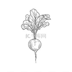 长形萝卜图片_萝卜蔬菜矢量示意图莱菔子植物根