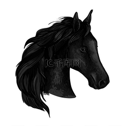 肖像优雅图片_黑色优雅的马画像渡鸦野马鬃毛呈