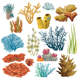 手绘珊瑚图片_组的珊瑚和藻类.