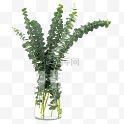 尤加利绿植装饰花瓶
