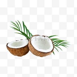 椰子水果圆形椰子树
