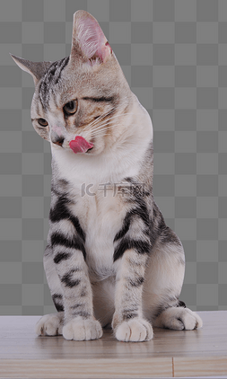 虎斑猫蹲坐着伸舌头