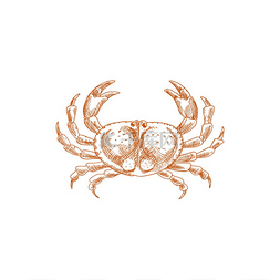 甲壳类动物图片_海洋瓷器螃蟹孤立的海洋十足类甲