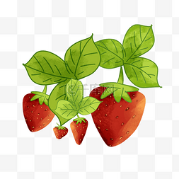 水果种植图片_采摘草莓
