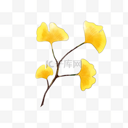 秋季黄色背景图图片_银杏叶子黄色水彩