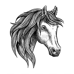 马术素描图片_强壮优雅的安达卢西亚种马鬃毛浓