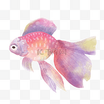 水墨鱼紫色梦幻传统中式金鱼在游动免扣