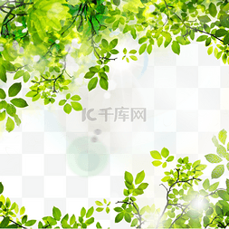 绿色树枝树叶边框图片_树叶阳光热带夏季绿色边框