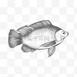 鱼线描图片_海洋生物湖泊小溪流生物动物海鲜