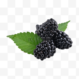 黑莓自然黑色小的