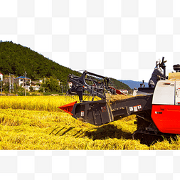 秋季水稻图片_农业水稻户外收割机