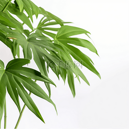 ai素材植物图片_植物装饰龟背竹叶子简约元素