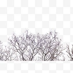空空的树干图片_枯枝树干