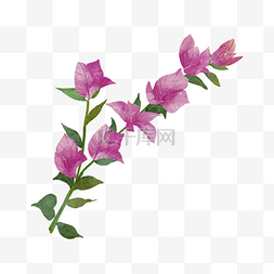 紫色花朵插画图片_九重葛水彩花卉紫色花朵