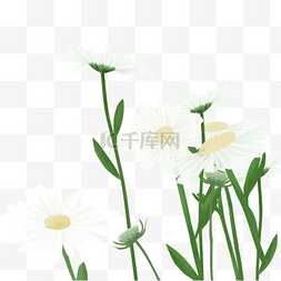 白色雏菊图片_白色雏菊花朵