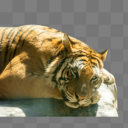 动物园的老虎图片_石头上的东北虎