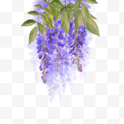 水彩紫藤花图片_水彩紫藤花花卉植物