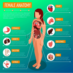 矢量信息图图片_女性解剖学信息图布局与女性身体