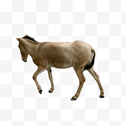 蒙古野驴陆地体型动物园