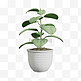 3D盆栽植物绿植C4D
