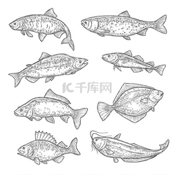海洋和海洋鱼类动物的矢量草图。