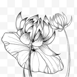 莲叶盛开的莲花黑白素描