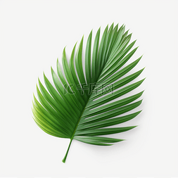 热带植物夏季图片_绿色植物椰子树叶
