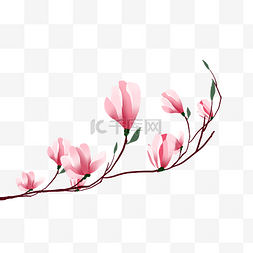 玉兰花花朵素材图片_粉色玉兰花花朵
