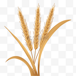 成熟的农作物图片_芒种成熟的麦穗