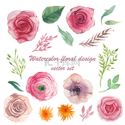 玫瑰底纹背景图片_水彩的草药、 花毛茛、 海葵、 玫